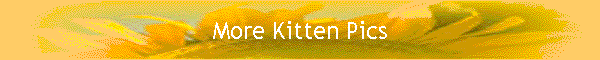 More Kitten Pics